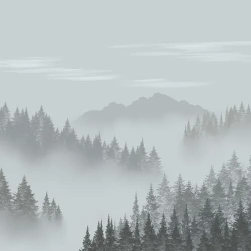 An image of a forest covered by fog